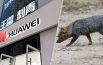Tecnología de Huawei permitirá proteger al zorro de Darwin, una especie en peligro de extinción